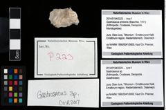 Foto (Objekt + Etikett) von Gastrosacus sp.  (NHMW-GEO-2014-0194-0223)